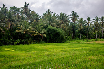 Fototapeta na wymiar Palm Trees in Rice Terrace fields, Ubud, Bali, Indonesia