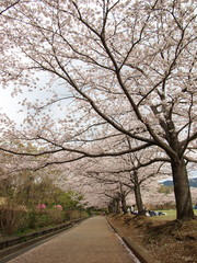 満開な桜の下でお花見