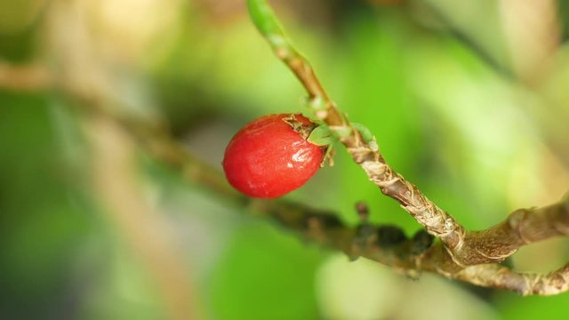 Erythroxylum coca, coca bush in a flowerpot in a tropical greenhouse, science research, plant ripe red fruit, leaf and leaves green, extraction alkaloids, South America