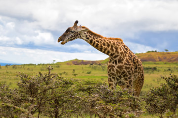 African giraffe feeding on Acacia whistling thorn full of stinging ants (Acacia drepanolobium)