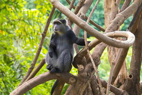 Sykes' monkey (White throated monkey, Samango monkey) sitting on branch in Manyara Region, Tanzania, Africa