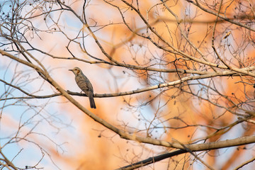 Brown eared bulbul perches on a branch of autumn bare tree.