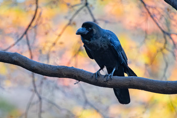 Crow perches on a branch against multicolored autumn trees.