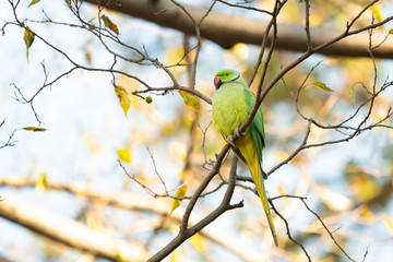 Ring necked parakeet perches on a twig in winter.