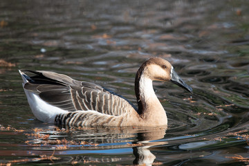 Swan goose swims on a pond in winter.