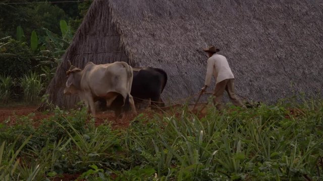 Cuban farmer using old plow to prepare coffee tobacco field Vinales valley, Cuba