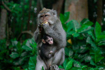 Closed up Mom hug with baby monkey, Thailand, family has a monkey mother and a cute monkey baby. Monkey is playing and staring.
