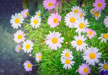 Fototapeta premium beautiful pink and white daisy or chamomile flowers blooming in a sunny day with soft pastel color filter and vintage style (selective focus)