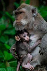Closed up Mom hug with baby monkey, Thailand, family has a monkey mother and a cute monkey baby. Monkey is playing and staring.