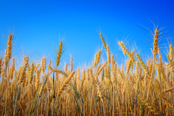 Golden ripe barley against blue sky background