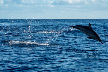 Naklejka premium イルカ＠小笠原マッコウ海域