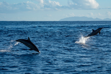 Fototapeta premium イルカ＠小笠原マッコウ海域