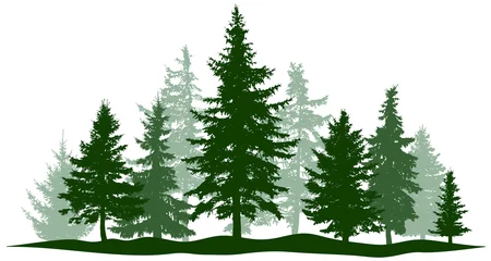 Foto op Canvas Groen bos altijdgroene pijnboom, geïsoleerde boom. Parkkerstboom. Individuele, afzonderlijke objecten. vector illustratie © nosyrevy