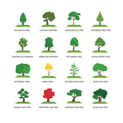 Simple Set of 16 Vector Icon. Contains such Icons as Cucumber Tree tree, Chestnut Oak Northern  Scarlet Eastern Cottonwood tree. Editable Stroke pixel perfect - obrazy, fototapety, plakaty