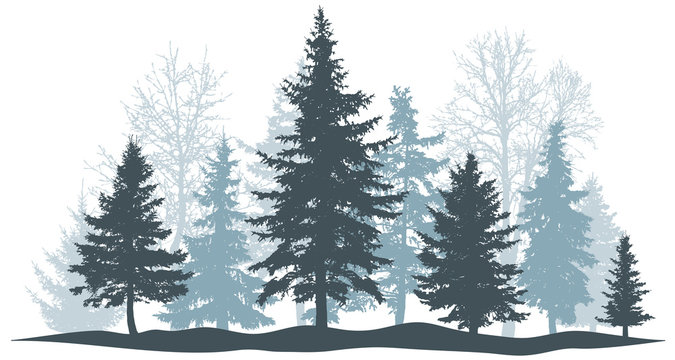 Winter forest evergreen pine, tree isolated. Park Christmas tree. Individual, separate objects. Vector illustration