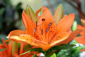 lily flower close up