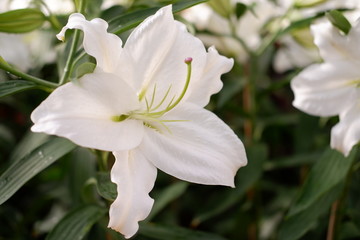 Fototapeta na wymiar white lily flower close up
