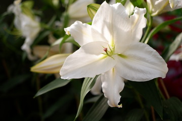 Obraz na płótnie Canvas white lily flower close up