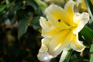 yellow lily flower background