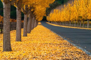 Ginkgo Trees Line The Road To A Winery in Napa Valley
