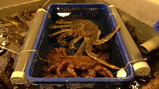 King Crabs at Taipei fish market, Taiwan