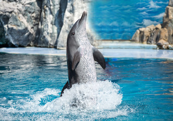 Obraz premium Dolphins playing water.