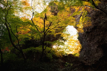 Autumn colorful trees and rock gate in the evening sun at Shodoshima ,Shikoku,Japan,