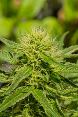 Cannabis Home Grown Medical Marijuana female plant