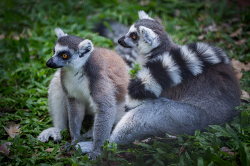 Ring- tailed Lemur in the natural atmosphere of the forest.