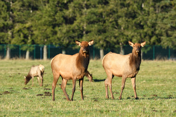 Obraz premium Two Elk