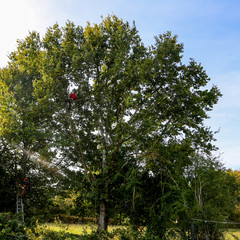 &eacute;lagage des arbres