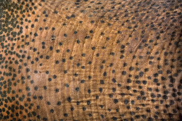 Colorful details of the elephant skin.