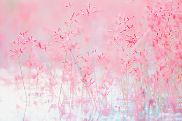 Structures of flowering grass soft blur The background for the creation of ideas Ecology Design Sunlight Crop Branch View backdrop