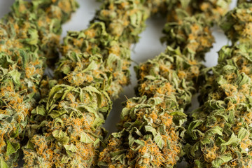 Macro close up of a dried Cannabis Medical Marijuana