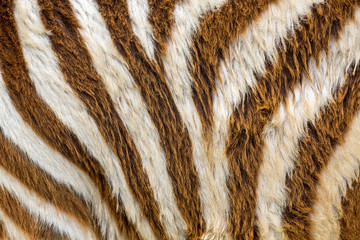 Colorful patterns of zebra fur.