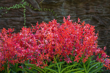 Orchid bushes in the park.
