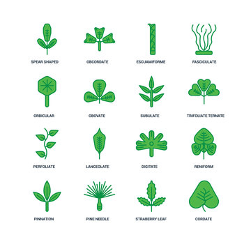 Set Of 16 Icons Such As Cordate, Straberry Leaf, Pine Needle, Pi