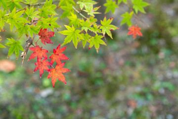 Japanese Maple Leaves, red and green