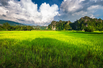 Rice Field at Noen Maprang, Thailand