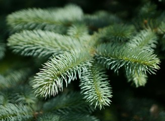 blue spruce branch