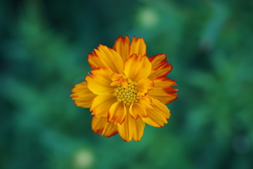 Top view of orange color cosmos flower with green leaves background.