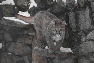 Fototapeta na wymiar Puma kitten