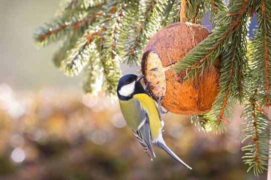 Cute Great Tit bird eating bird feeder, coconut Shell suet treats made of fat during the Winter