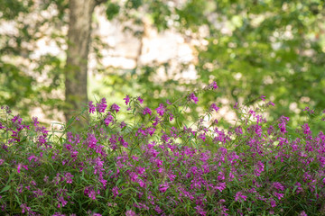 Fototapeta premium flowers in the garden