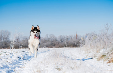 siberian Husky running