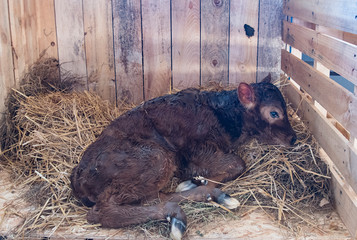 young calf © Perytskyy