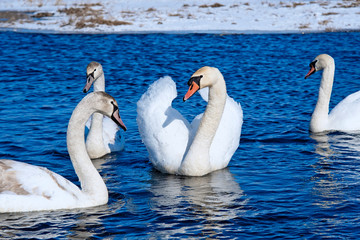 swans © Perytskyy