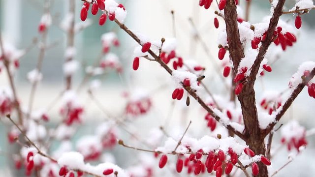 Beautiful winter, Cornlian cherry(cornus fruit) on a snowy day. 