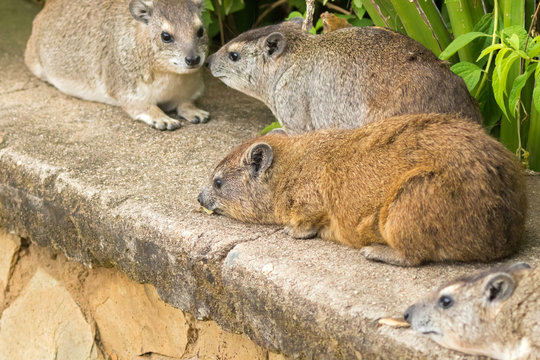 Tree Hyrax and Rock Hyrax resting on concrete floor at Serengeti National Park in Tanzania, Africa.