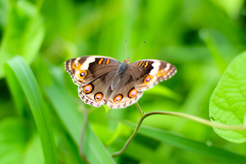 Colorful butterfly perches on the leaf